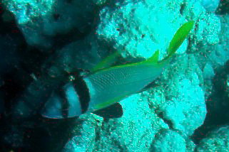 Acanthopagrus bifasciatus - Zweibandbrasse (Doppelbinden-Meerbrasse, Doppelband Meerbrasse)